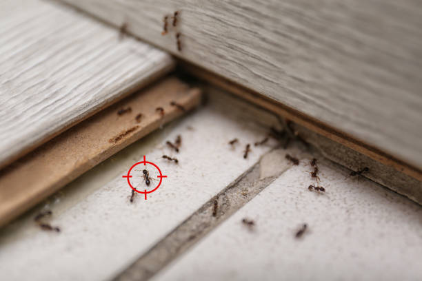 Best Commercial Pest Control Services  in Woodridge, IL